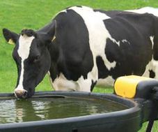 Livestock Watering